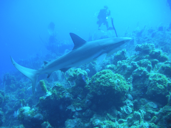 Bahamas Reef Shark