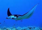 Manta Ray Night Dive Hawaii
