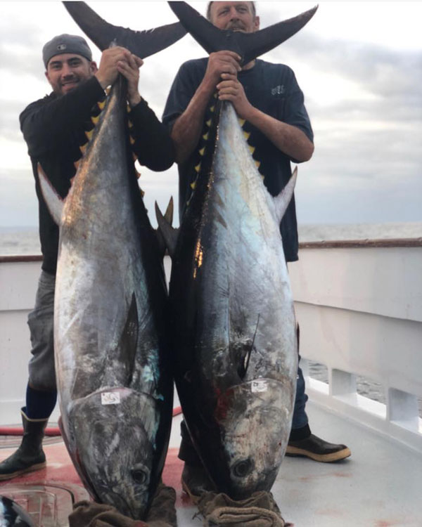 Blue Fin Tuna