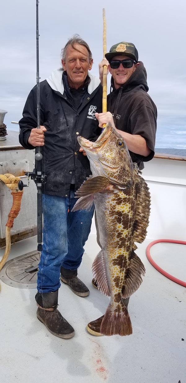 Lingcod